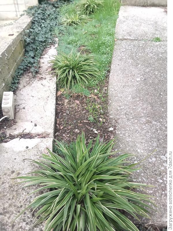 Несколько растений все же выпали из робатки.