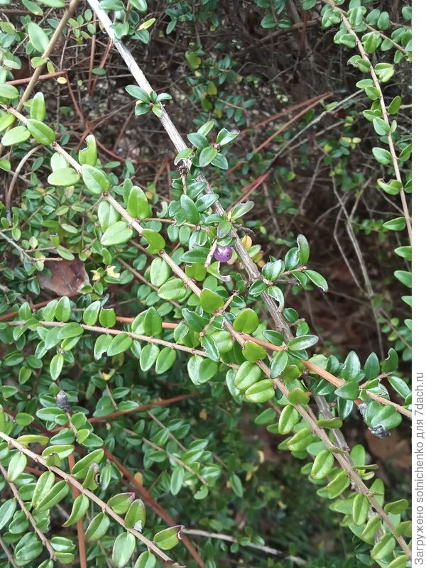 Так как жимолость ежегодно подстригается &quot;бордюрчиком&quot;, соответственно и плодов мало.