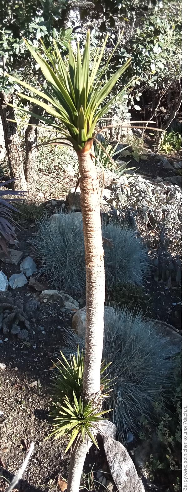 Возможно, что это один и тот же вид юкки, как и предыдущий.