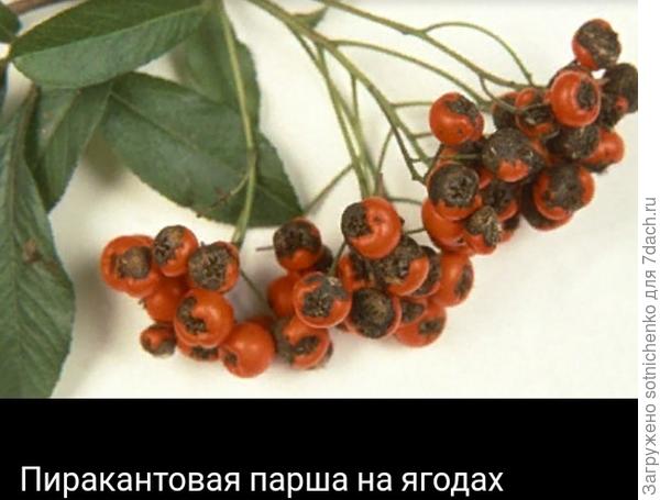 Фото из интернета.