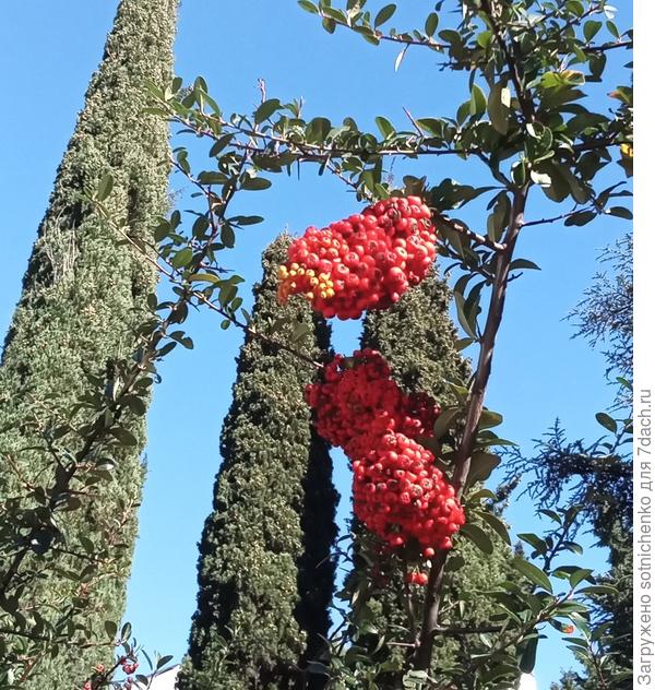 Из насыщенно-алой массы ягод на конце грозди проглядываются явно желто-оранжевые плоды. Фото от 20.12.2022.