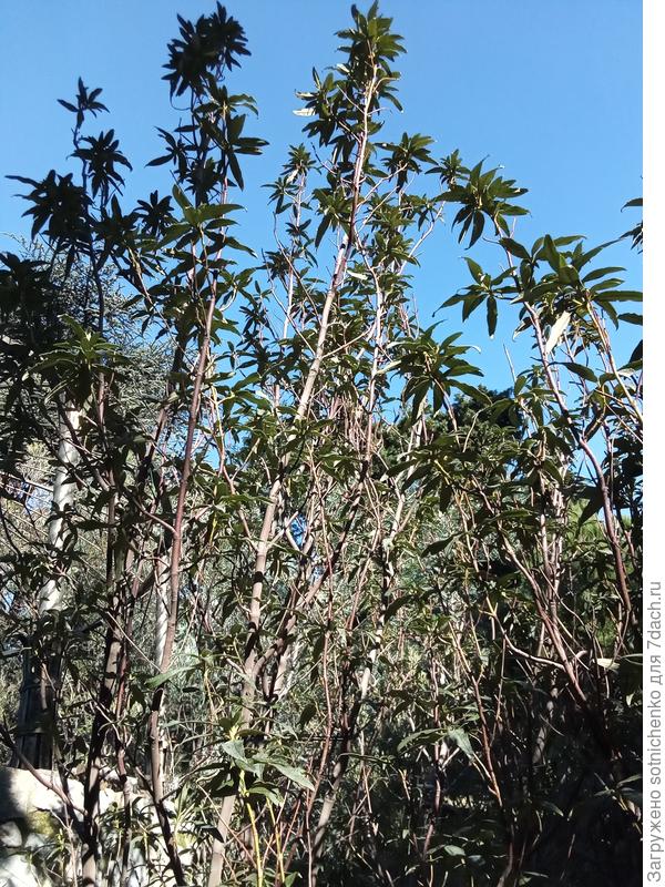 А это экземпляр не многим выше 1 метра. Вчерашнее фото.