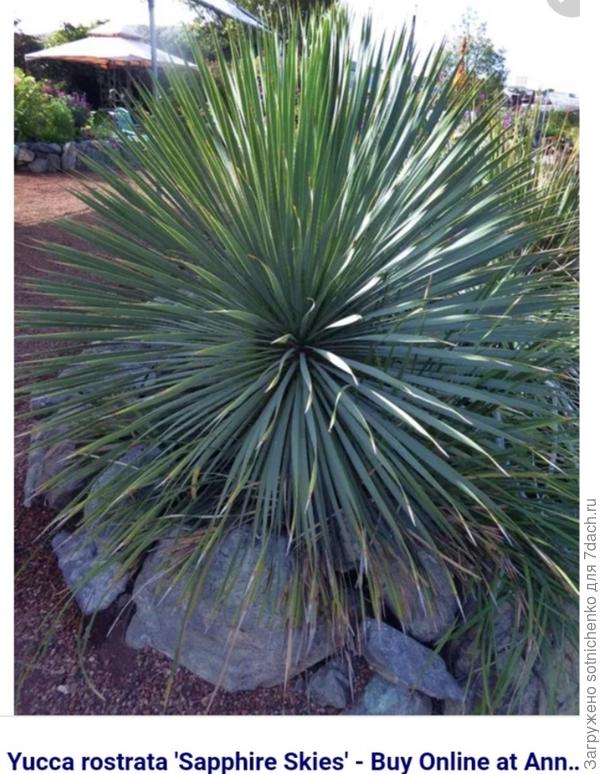 Фото из интернета.