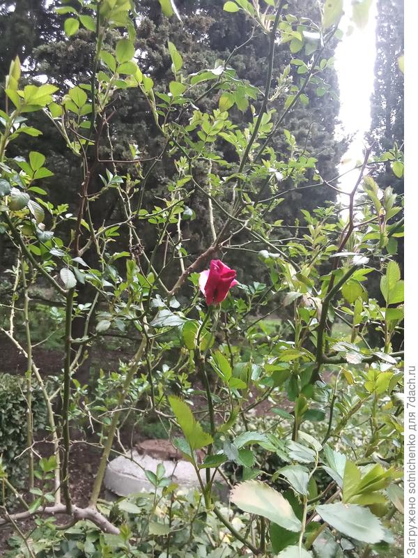 Вот так выглядят сегодня некоторые розы в парке.