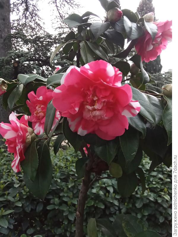Камелия японская.