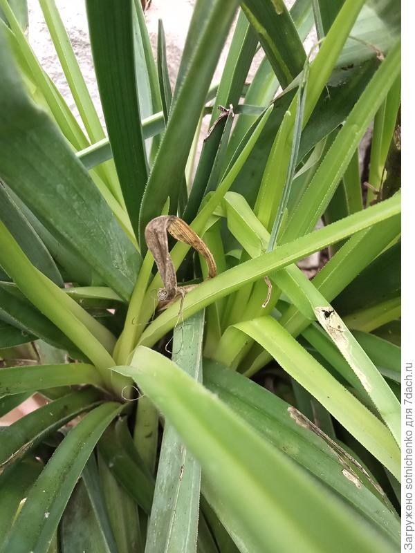 Невысокое, до 60 см, листики немного зазубринные.