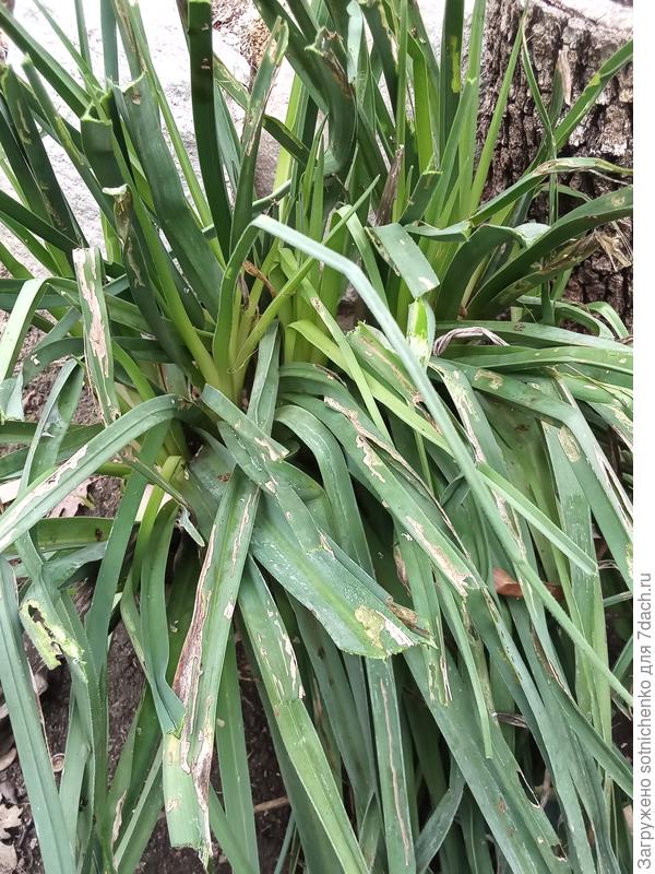 Наташа, ещё вчера попался на глаза неизвестный экземпляр. Перезимовал под небольшим укрытие, поэтому вид потрепанный.