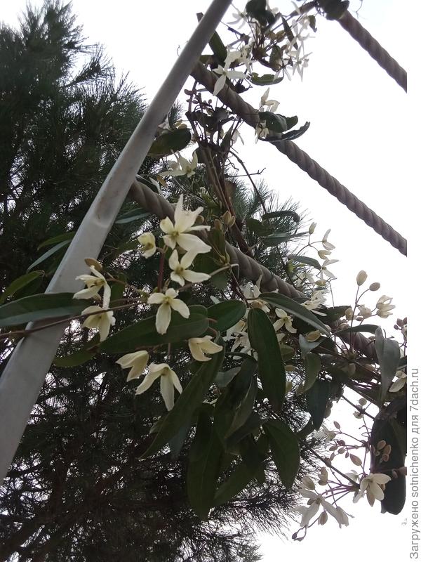 Фото сделала неделю назад.