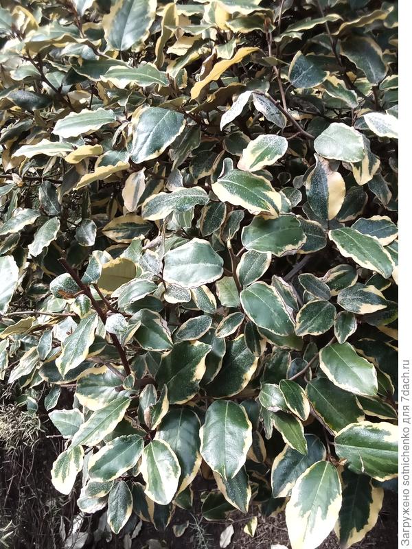 Похож на ваш преобретенный?