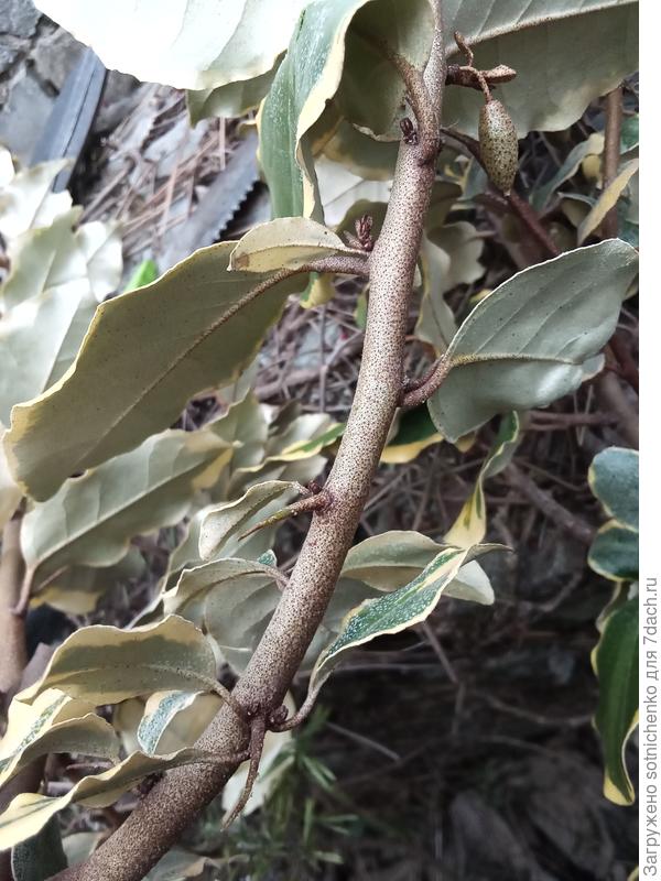 Даже колючки  нашла.