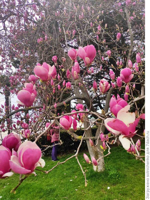 Наслаждаемся цветением магнолии на набережной в Ялте!