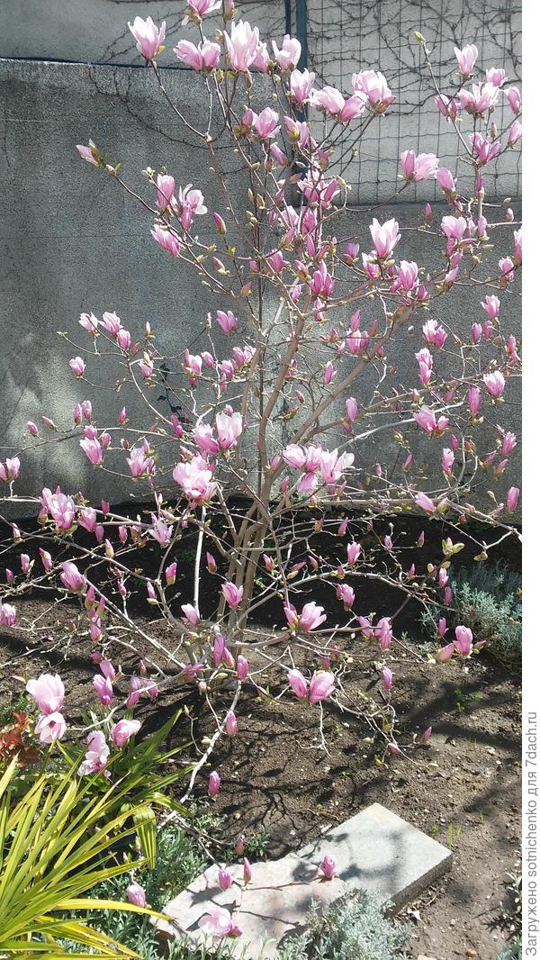Цветение магнолии.На заднем плане видно,что растение окружено подпорной стеной.