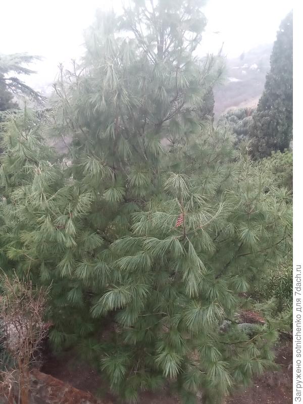 На днях сфотографировала сосну веймутова.