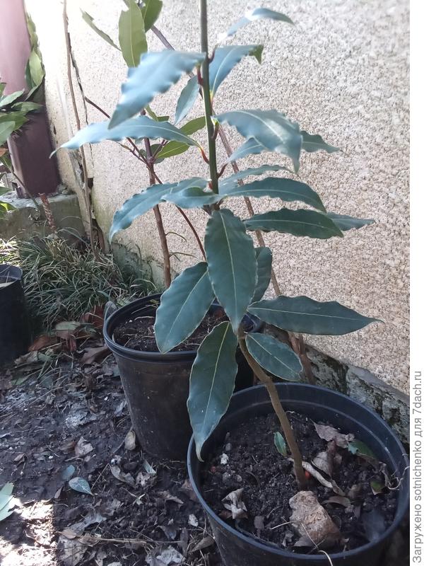 Вот мои пересаженные лавры благородные  из открытого грунта,в прошлом  году самосейки,в горшки.