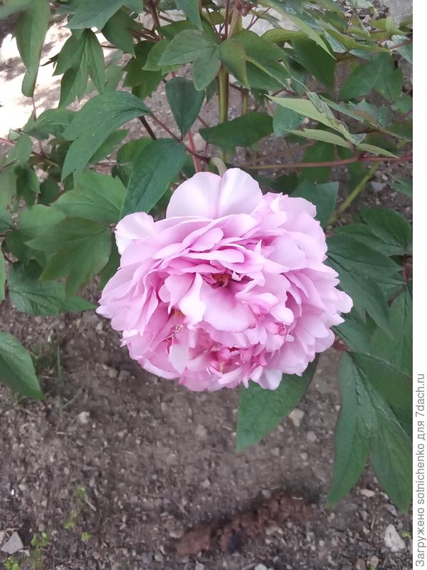 Пион древовидный.