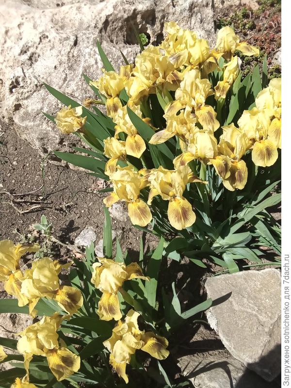 Ирисы.