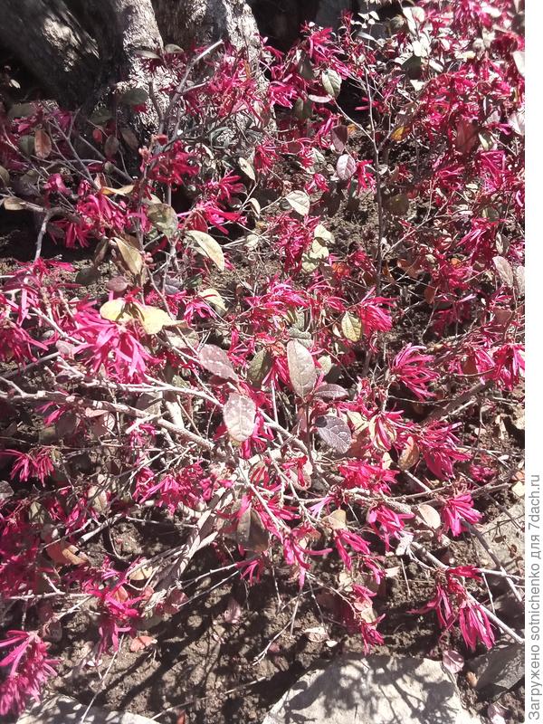 Ремнелепестник.