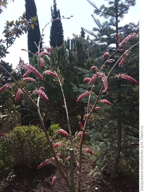 Глициния в бутонах.