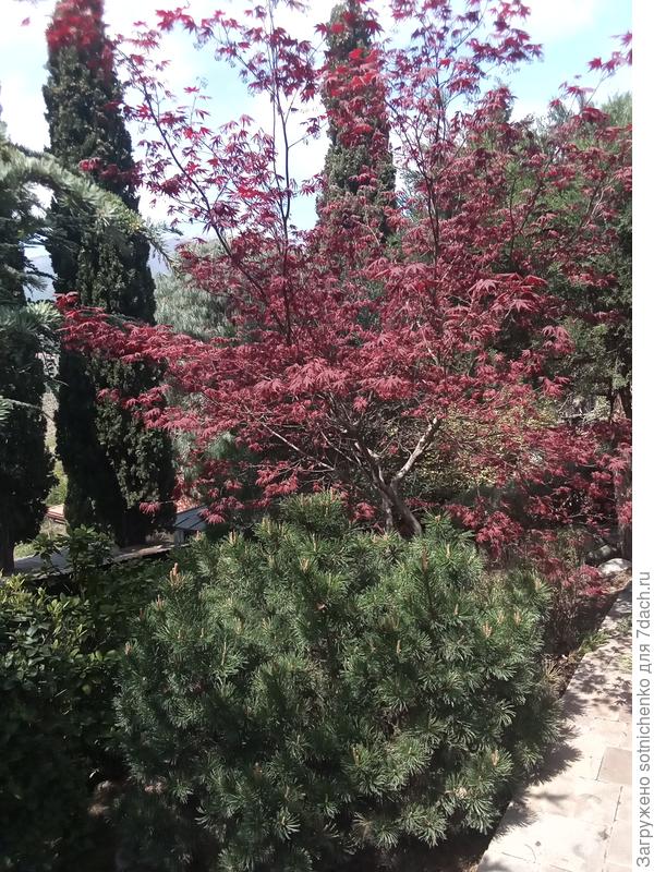 Клён пальмолистный.