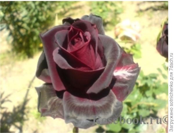 "Perle Noire" Перль Нуар.