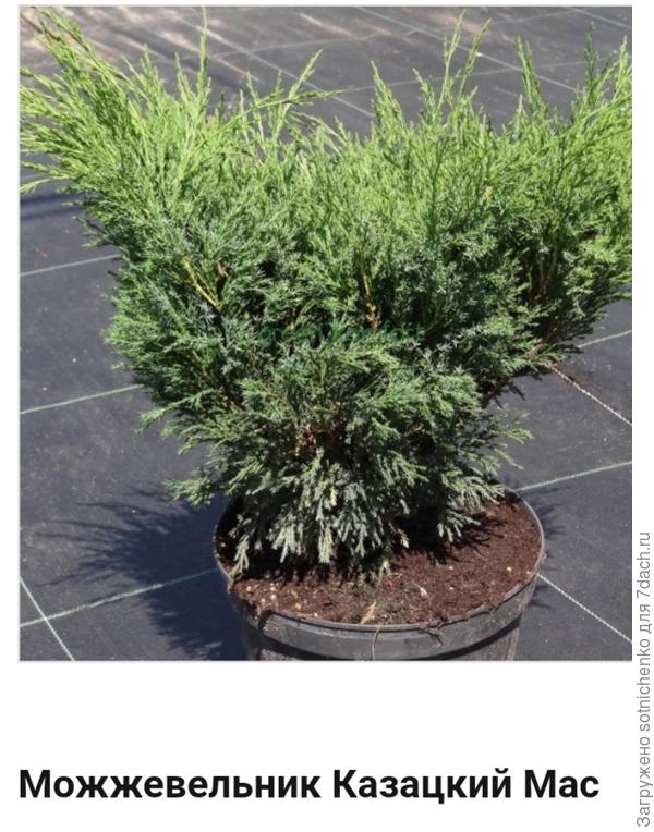 Фото можжевельника казацкого &quot;Мас&quot;. Фото из интернета.