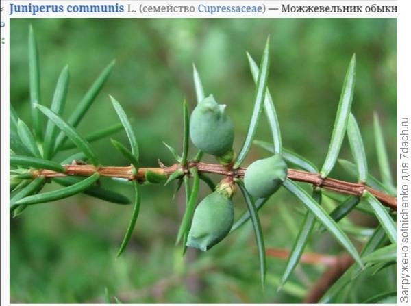 Фото из плантариума.