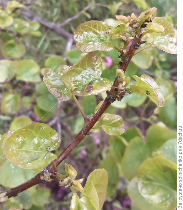 Возможно даже какая-то цикадка и её "напарники".