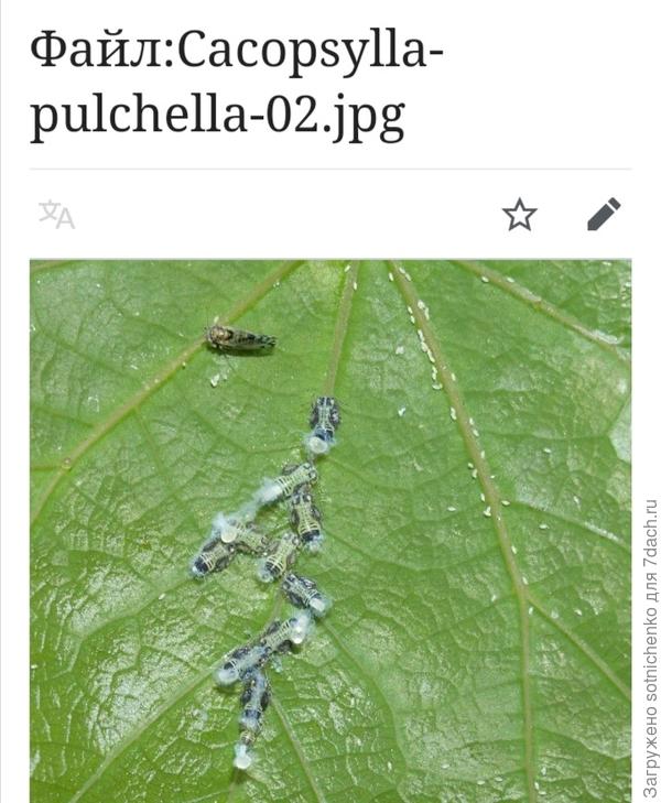 Вот нашла несколько фото из интернета.