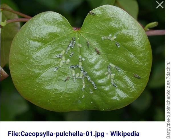 Буду бороться инсектицидами.