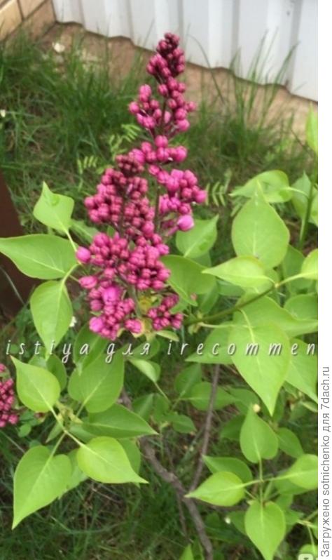 Фото из интернета. Сирень &quot;Сенсация&quot;.