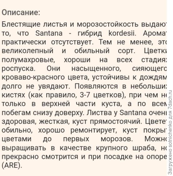 Сорт &quot;Сантана&quot;.