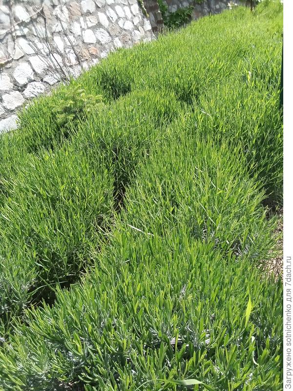 Вот так сегодня выглядит лаванда на придомовом участке соседнего дома.