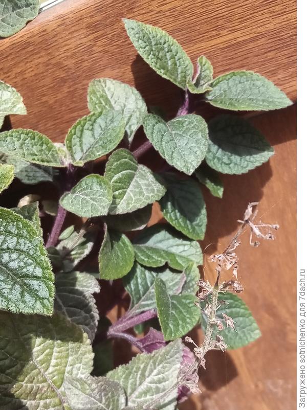 Прошлогодние отцвевшие соцветия. Листья при растирании приятно пахнут.