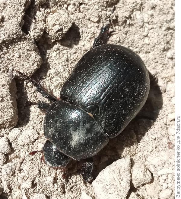 Дупляк кукурузный. Принимаются и другие названия этого жука.