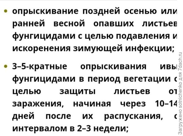 Меры борьбы и профилактики. Обрезка всех заражённых участков. Обработка фунгицидами.