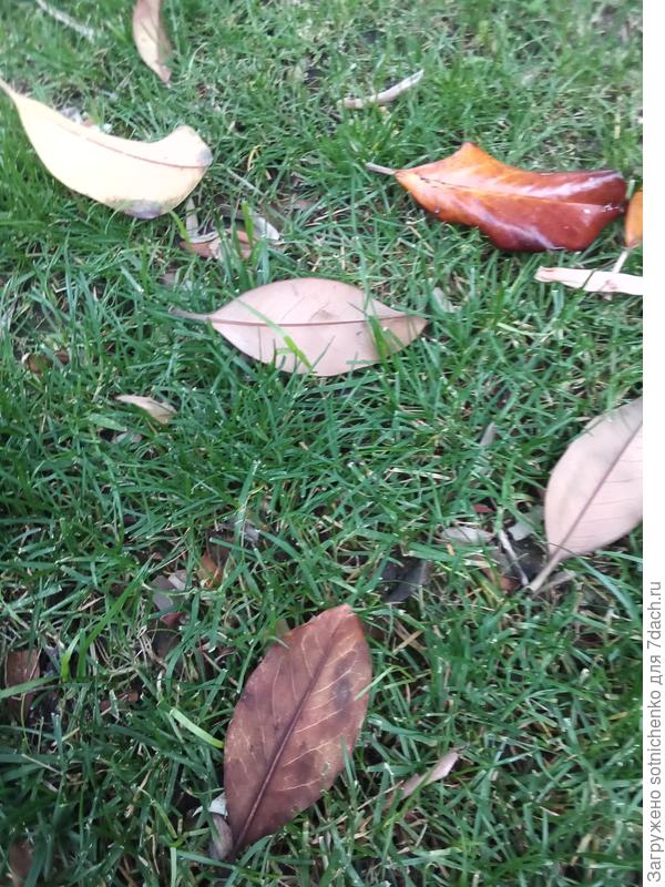 Ежедневно собирается листва.