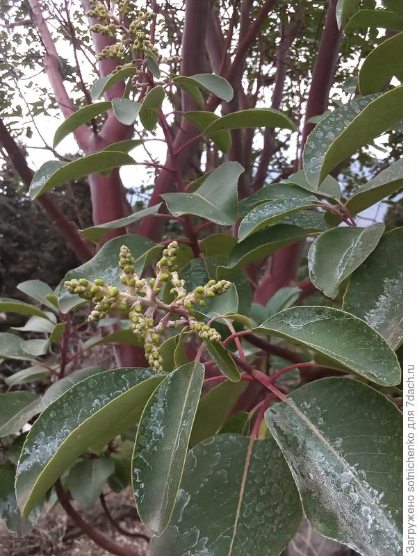 Земляничник мелкоплодный в конце марта.