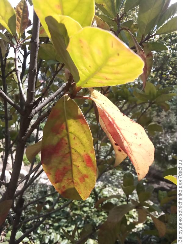 Калина авабуки и хлорозит и пятнистость.