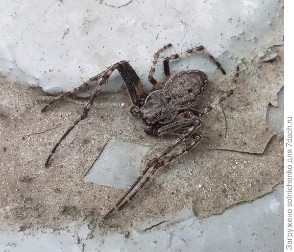 Какой-то он у меня длиннолапый.