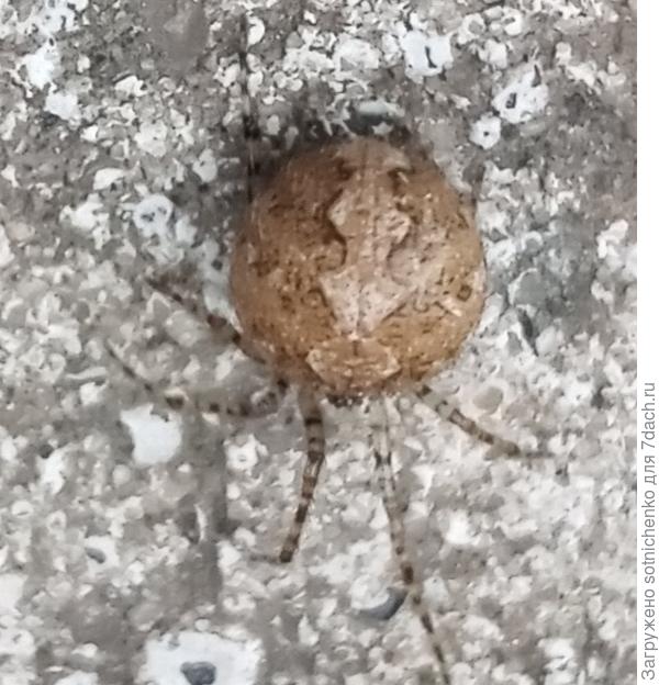 Первый экземпляр.