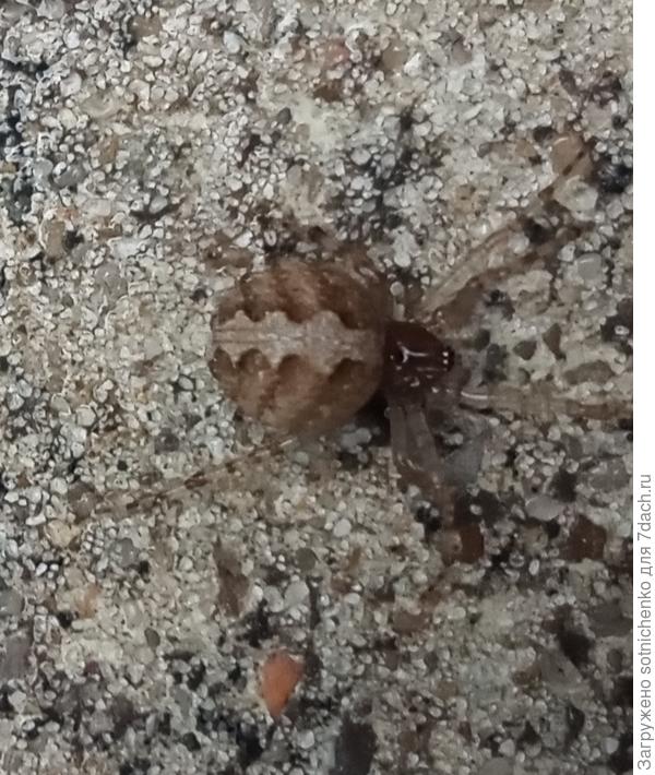 Третий экземпляр.