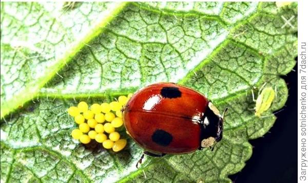 Божья коровка размер яиц около 1 мм