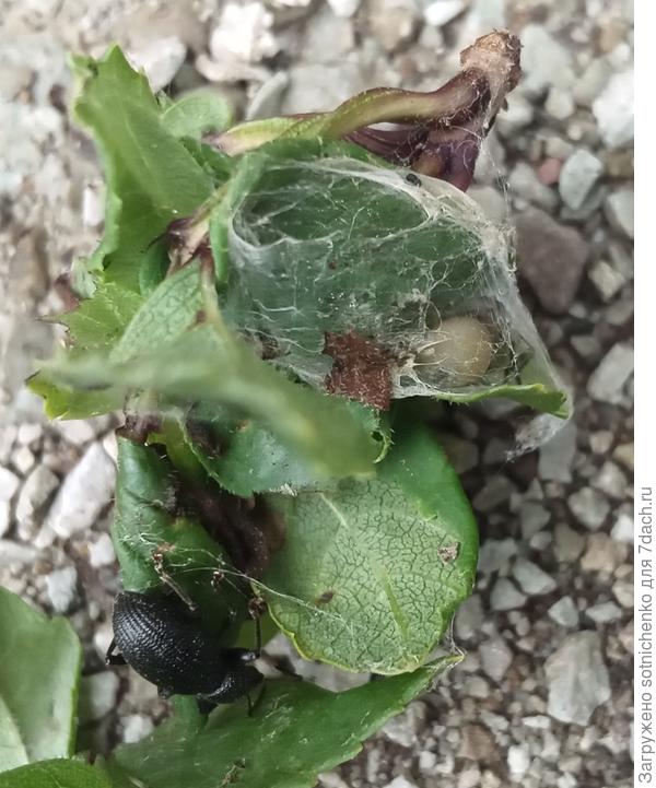 Находился в свернутом в трубочку листочке алычи.