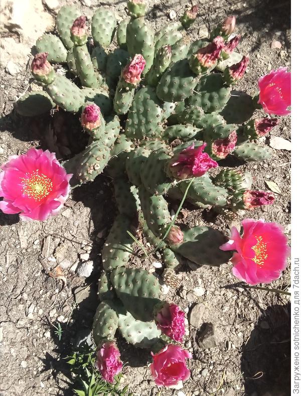 Наверное какая то опунция миниатюрная, высота всего см 10. Очень много не известных мне растений опять увидела сегодня в частном саду.