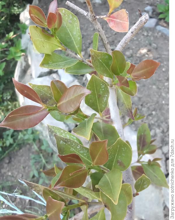 Гуаява Кеттли в  ог, пгт Гурзуф.