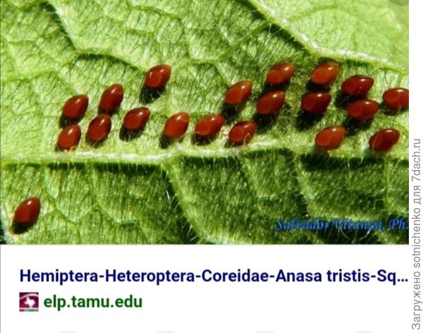 Яйца кабачкового жука.