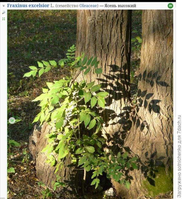Фото ясеня высокого (обыкновенного) взяты на сайте Плантариума.