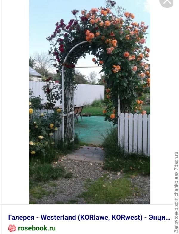 Фото сорта &quot;Вестэрланд&quot; с сайта rosebook. ru