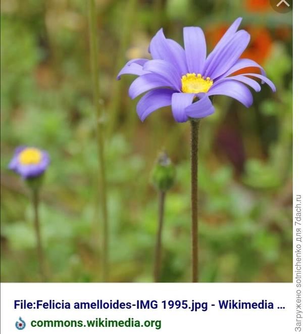 Фелиция амеллусовидная. Фото на сайте Википедия.