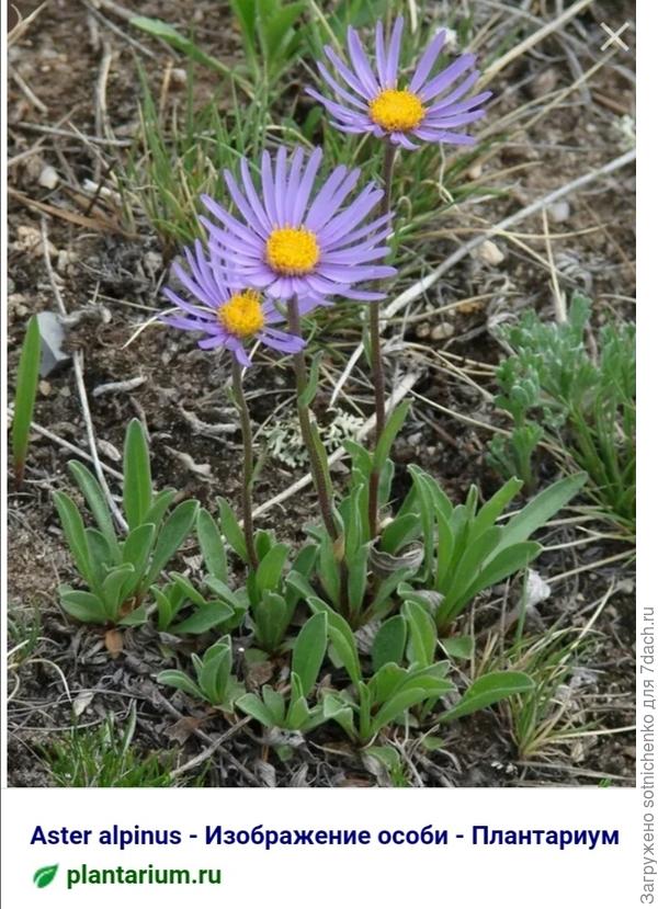 Астра альпийская, фото на сайте Планиариум.